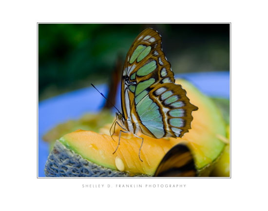 Butterfly Effect 11x14