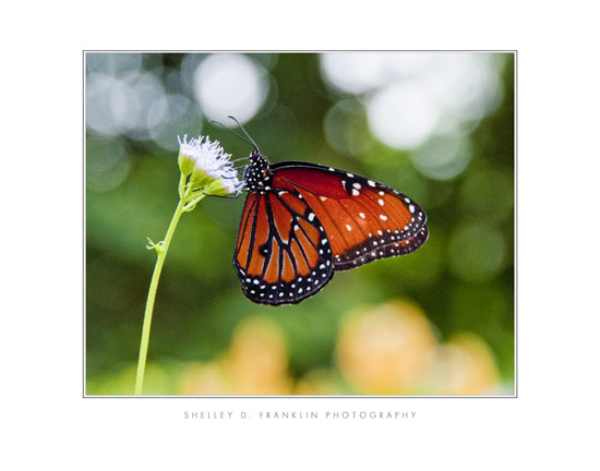Butterfly Nectar 11x14