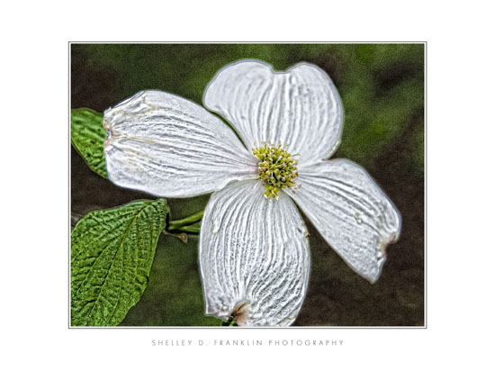 Dogwood in Detail 11x14