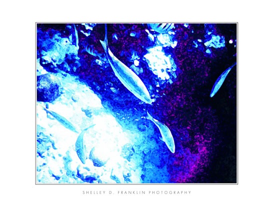 Painterly Fish 11x14